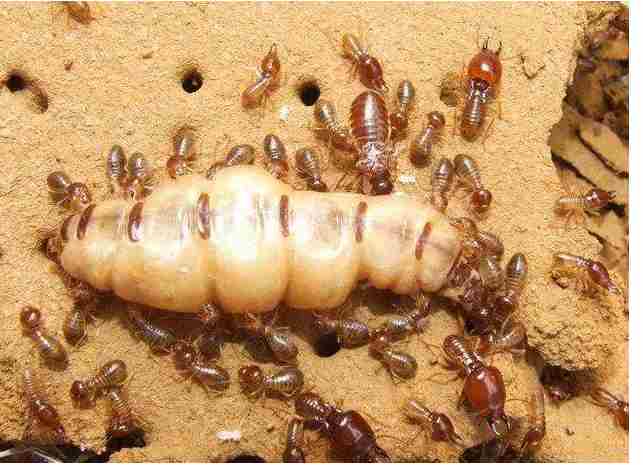 白蚁防治